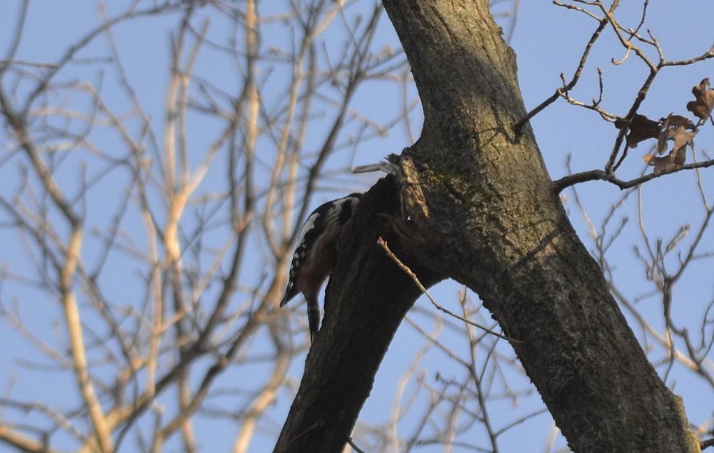 Picchio rosso mezzano ((Dendrocoptes medius)